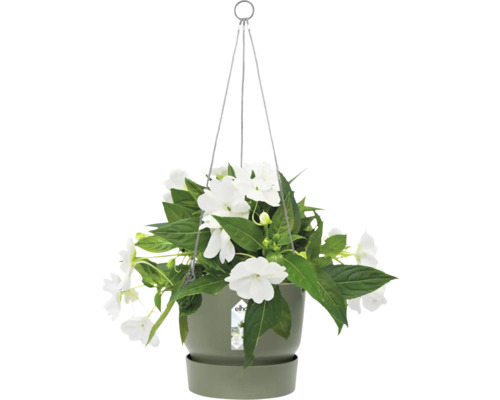 Hängeampel mit weißen Blumen und grünen Blättern in einem Topf