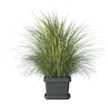 Herbe ornementale en pot