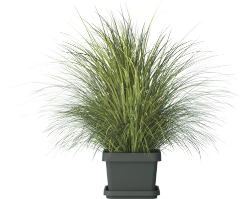Herbe ornementale en pot