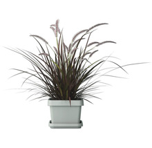 Touffe d'herbe avec inflorescences dans un pot