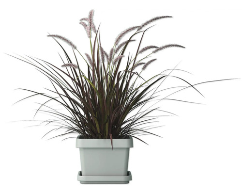 Touffe d'herbe avec inflorescences dans un pot