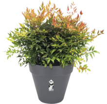 Nandina Pflanze im Topf