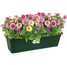 Dahlias dans une jardinière en plastique