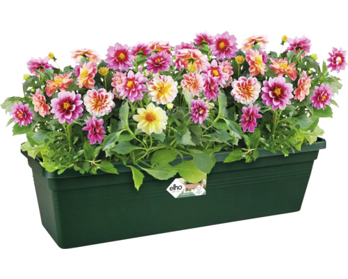 Dahlias dans une jardinière en plastique