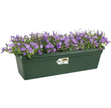 Jardinière avec campanules mauves