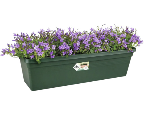 Jardinière avec campanules mauves