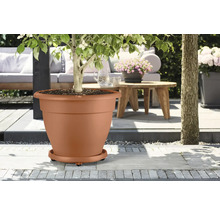 Pot de fleurs en plastique avec arbre sur la terrasse