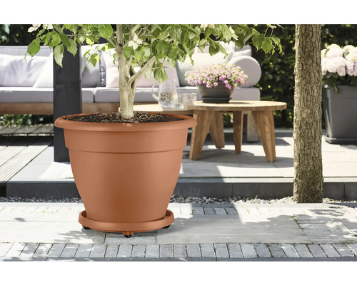 Pot de fleurs en plastique avec arbre sur la terrasse