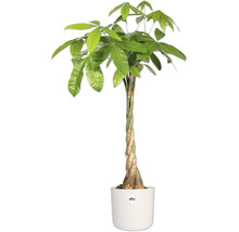 Glückskastanie im Topf