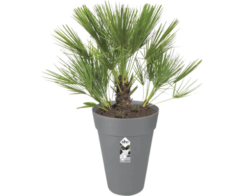 Palmier chanvre en pot