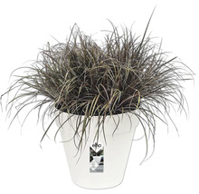 Pot de fleurs avec graminées d'ornement