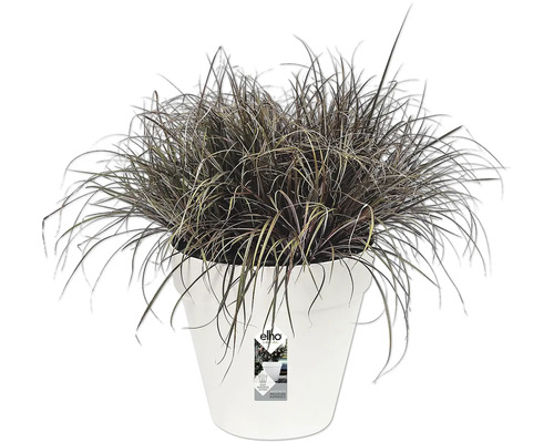 Pot de fleurs avec graminées d'ornement