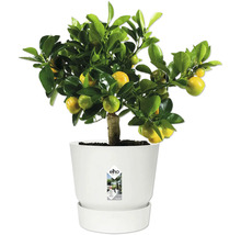 Mandarinenbäumchen in weißem Topf