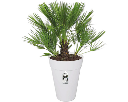 Hanfpalme im weißen Blumentopf