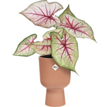 Plante d'intérieur Caladium dans un pot de fleurs côtelé