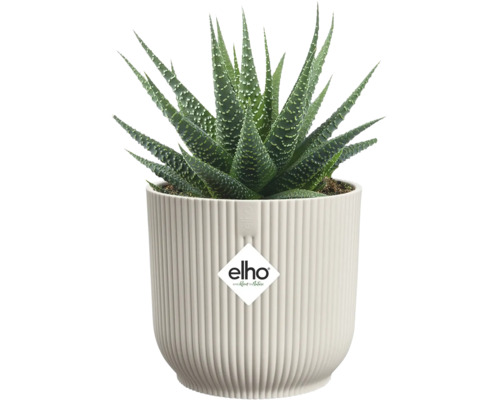 Zimmerpflanze Haworthia in einem Topf