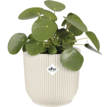 Pilea peperomioides dans un pot à fleurs côtelé avec le logo Elho