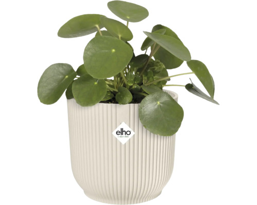 Pilea peperomioides en pot avec le logo Elho