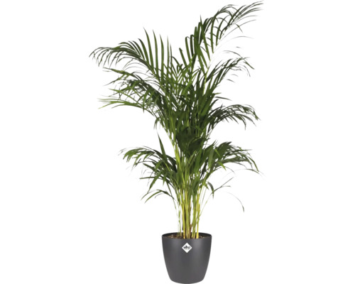 Areca Palme im Topf