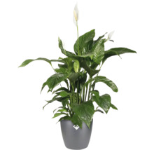 Spathiphyllum plante d'intérieur en pot