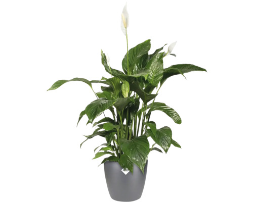 Spathiphyllum plante d'intérieur en pot