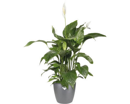 Einblatt Pflanze im Topf