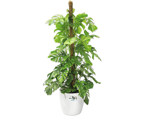Monstera, plante d'intérieur avec support d'escalade dans un pot