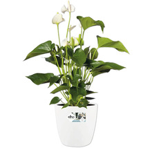 Anthurium dans un pot de fleurs blanc