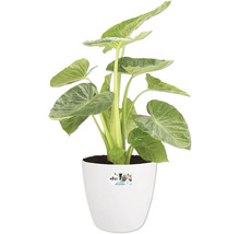 Plante d'intérieur Alocasia dans un pot blanc