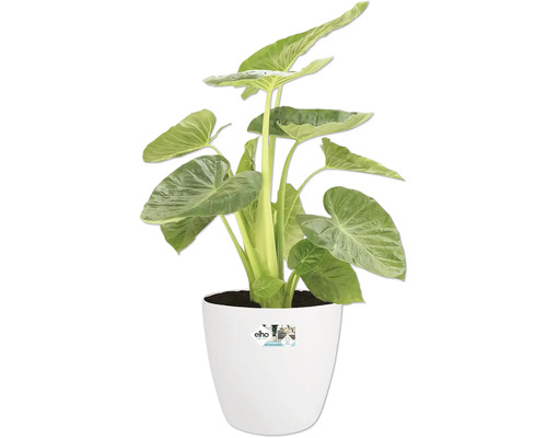 Plante d'intérieur Alocasia dans un pot blanc