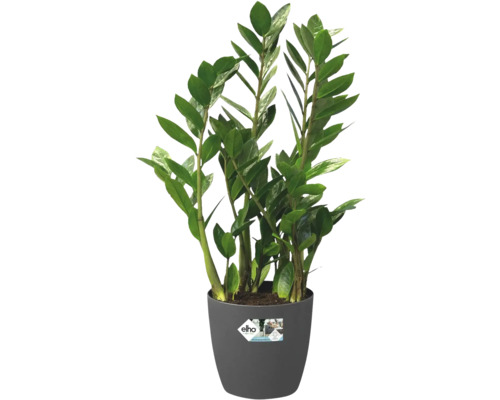 Zamioculcas-Zimmerpflanze im Topf
