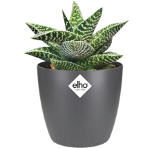 Plante d'aloès en pot gris avec le logo Elho
