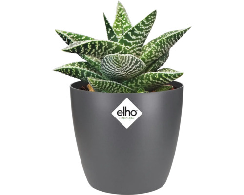Aloe-Pflanze in grauem Topf mit Elho Logo