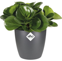 Plante d'intérieur dans un pot gris avec le logo Elho