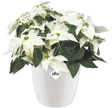 Weihnachtsstern mit weißen Hochblättern in einem weißen Topf der Marke Elho