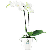 Weisse Orchidee im Topf von Elho