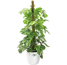 Monstera Zimmerpflanze mit Rankhilfe in weißem Topf