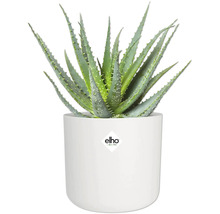Plante d'aloe vera dans un pot blanc