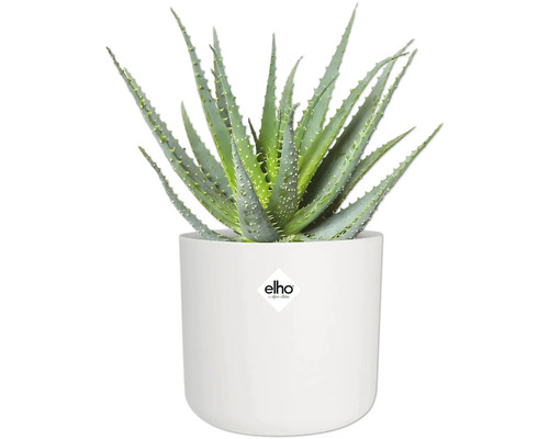 Plante d'aloe vera dans un pot blanc