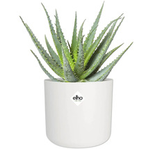 Plante d'aloe vera dans un pot de fleurs blanc avec le logo Elho