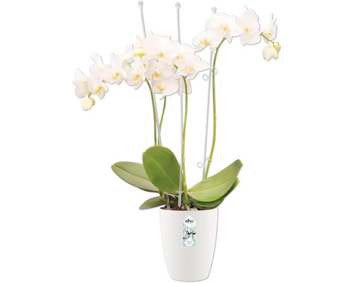 Weisse Orchidee im Topf
