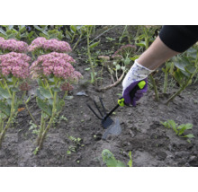 Une personne travaille avec une houe de jardin dans un parterre de sédums d'automne.