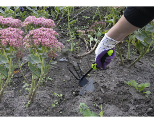 Une personne travaille avec une houe de jardin dans un parterre de sédums d'automne.