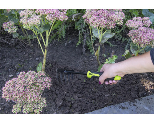 Une main tient un râteau pour le jardinage à côté des plantes.
