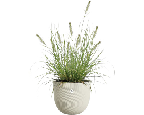 Herbe décorative pennisetum dans un pot de fleurs Elho blanc avec une structure ondulée.