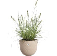 Herbe ornementale avec épis de fleurs dans un pot de fleurs beige rond avec structure ondulée et elho Logo.