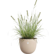 Herbe ornementale verte avec des épis dans un pot rond de couleur crème à texture ondulée elho.