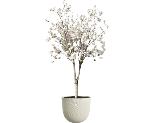 Blühender Baum mit weißen Blüten in einem runden Blumentopf mit Wellenstruktur. elho Logo.