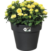 Roses jaunes avec feuilles vertes dans un pot de fleurs noir avec elho Logo.