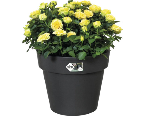 Roses jaunes avec feuilles vertes dans un pot de fleurs noir avec elho Logo.